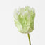 Parrot Tulip (Set of 12)