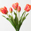 Dutch Tulip Bundle (Set of 6)