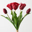 Dutch Tulip Bundle (Set of 6)