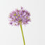 Allium (Set of 12)