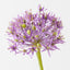 Allium (Set of 12)