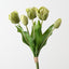Dutch Tulip Bundle (Set of 6)
