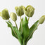 Dutch Tulip Bundle (Set of 6)