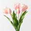 Dutch Tulip Bundle (Set of 6)