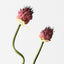 Allium Bud Spray (Set of 12)