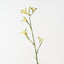Kangaroo Paw (Set of 12)