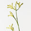 Kangaroo Paw (Set of 12)