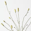 Burnet Spray (Set of 12)