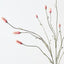 Burnet Spray (Set of 12)