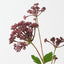 Angelica Spray (Set of 12)
