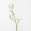 Kangaroo Paw (Set of 12)