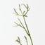 Kangaroo Paw (Set of 12)