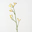 Kangaroo Paw (Set of 12)