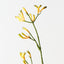 Kangaroo Paw (Set of 12)