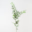 Italian Ruscus Spray (Set of 12)