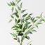 Italian Ruscus Spray (Set of 12)