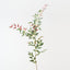 Italian Ruscus Spray (Set of 12)