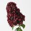 Cone Hydrangea (Set of 6)