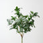 Pittosporum Bush (Set of 6)