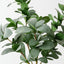 Pittosporum Bush (Set of 6)