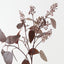Eucalyptus Seed Spray (Set of 12)