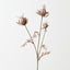 Love in a Mist Spray (Set of 12)