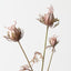 Love in a Mist Spray (Set of 12)