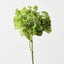 Skimmia (Set of 12)