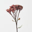 Sedum Spray (Set of 12)