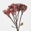 Sedum Spray (Set of 12)