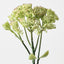Sedum Spray (Set of 12)