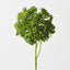 Skimmia (Set of 12)