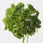 Skimmia (Set of 12)