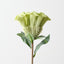 Celosia (Set of 12)