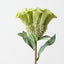 Celosia (Set of 12)