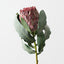Magnifica Protea (Set of 12)