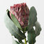 Magnifica Protea (Set of 12)