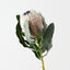 Magnifica Protea (Set of 12)