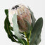 Magnifica Protea (Set of 12)