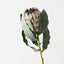 Magnifica Protea (Set of 12)
