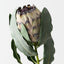 Magnifica Protea (Set of 12)