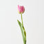 French Tulip (Set of 12)
