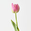 French Tulip (Set of 12)