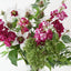 Clematis Stock Mix in Vase