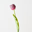 French Tulip (Set of 12)