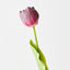 French Tulip (Set of 12)