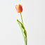 French Tulip (Set of 12)