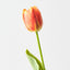 French Tulip (Set of 12)