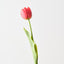 French Tulip (Set of 12)