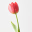 French Tulip (Set of 12)